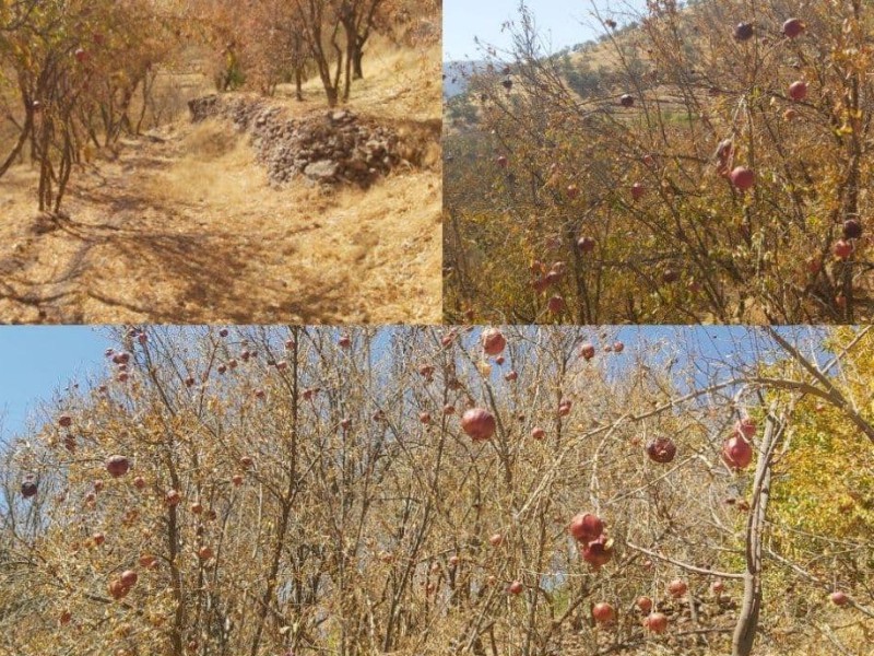 وضعیت خشکسالی و تنش آبی باغات انار در منطقه شوشمی پاوه/لزوم رسیدگی و پیگیری ستاد بحران به این موضوع